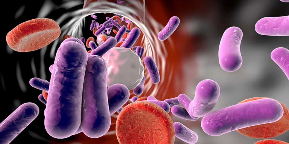 Illustration of bacterial infection in blood stream